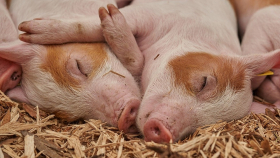 У свиней нашли опасный для людей штамм бактерий